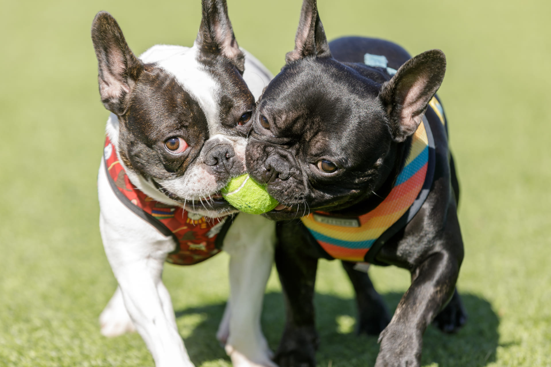 1つの犬種のみを紹介する専門店として営業